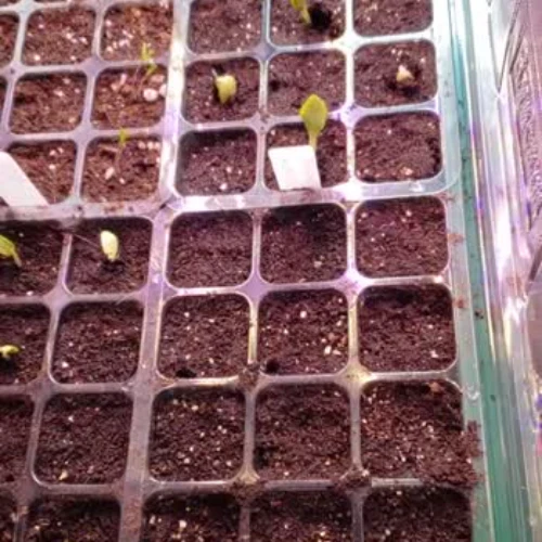 Beleno™ Ultimate Greenhouse Kit