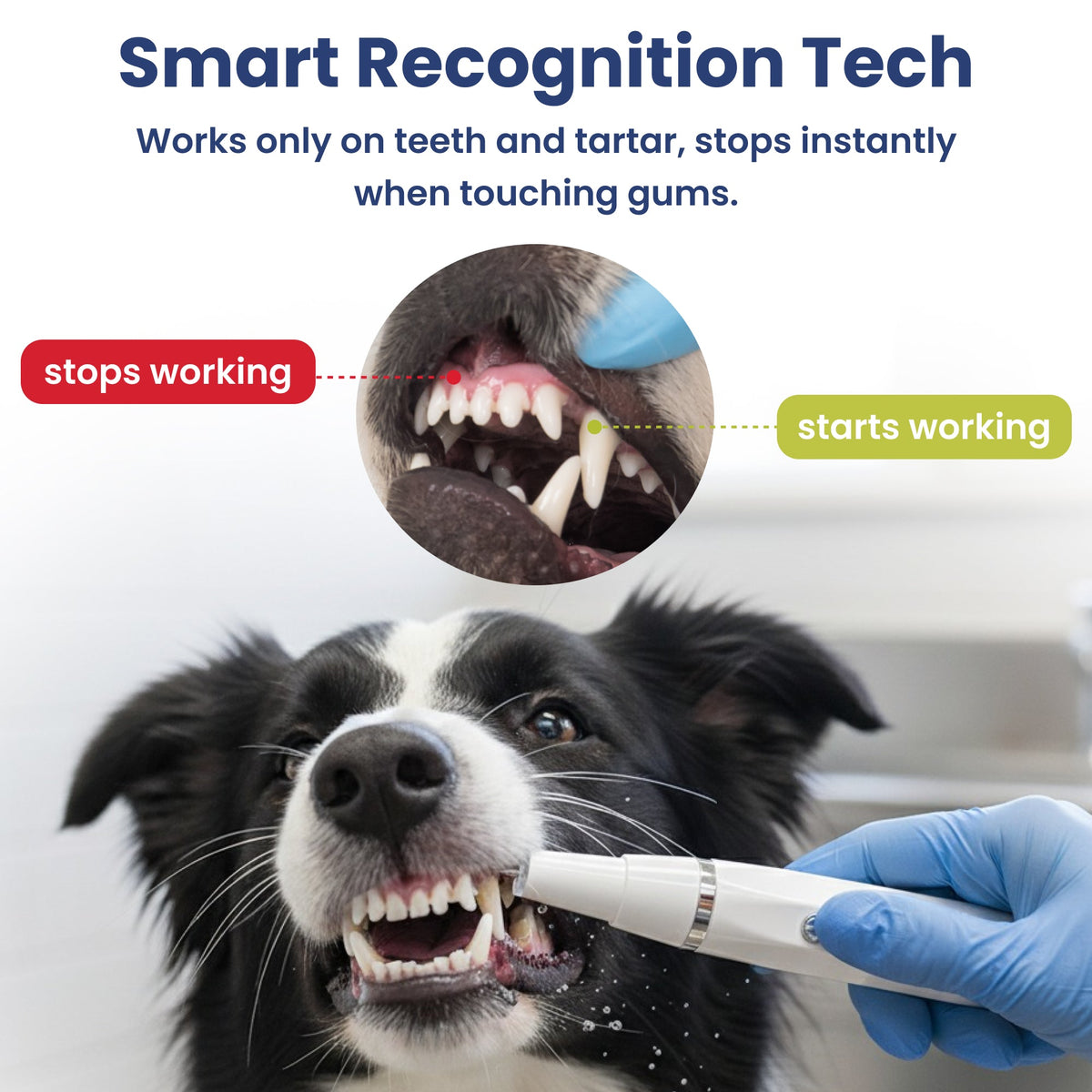 Groomify™ Ultrasonic Dental Kit